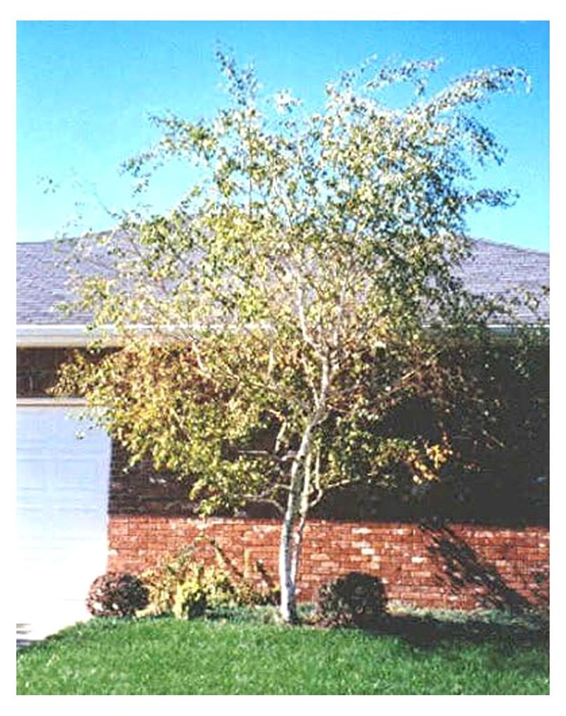 50 Samen der Whitespire Birke, Betula Platyphylla, Japonica