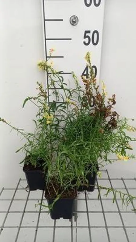 Solution sol pauvre - 6 Linaria vulgaris en pot 9cm pour massif difficile