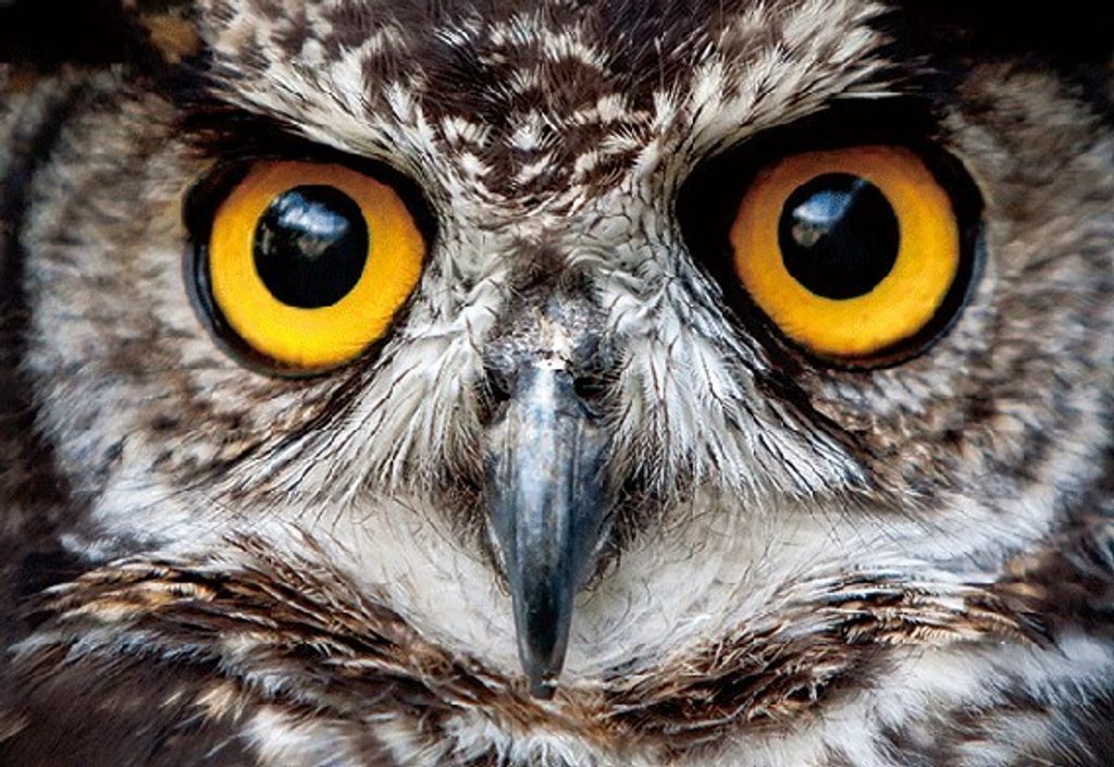 3 D Ansichtskarte Eulenaugen, Postkarte Wackelkarte Hologrammkarte Tiere Tier Vogel Eule Uhu