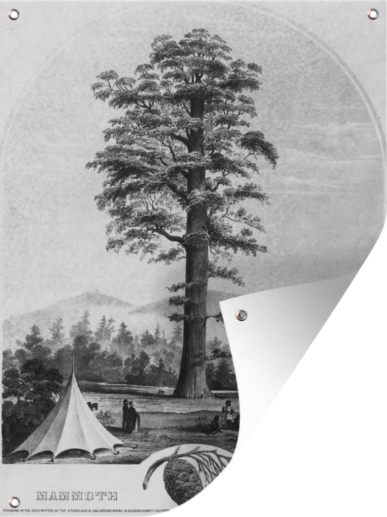 MuchoWow 60x80 cm Outdoor-Poster Gartendeko Sichtschutz Garten Poster für den Garten Eine Illustration eines einsamen Mammutbaums