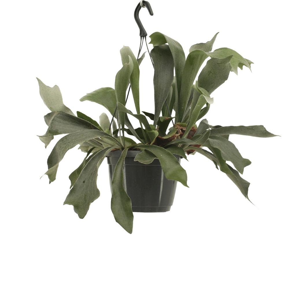 Meergroothandel Platycerium Netherlands (Hirschhornfarn) Hang - 30 cm, Ø17 cm