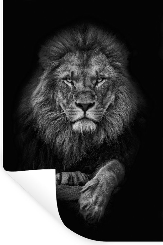 MuchoWow Wandtattoo Wandsticker Wandaufkleber Löwe - Tiere - Schwarz - Weiß 80x120 cm Selbstklebend und Repositionierbar - Repositionierbar - W...