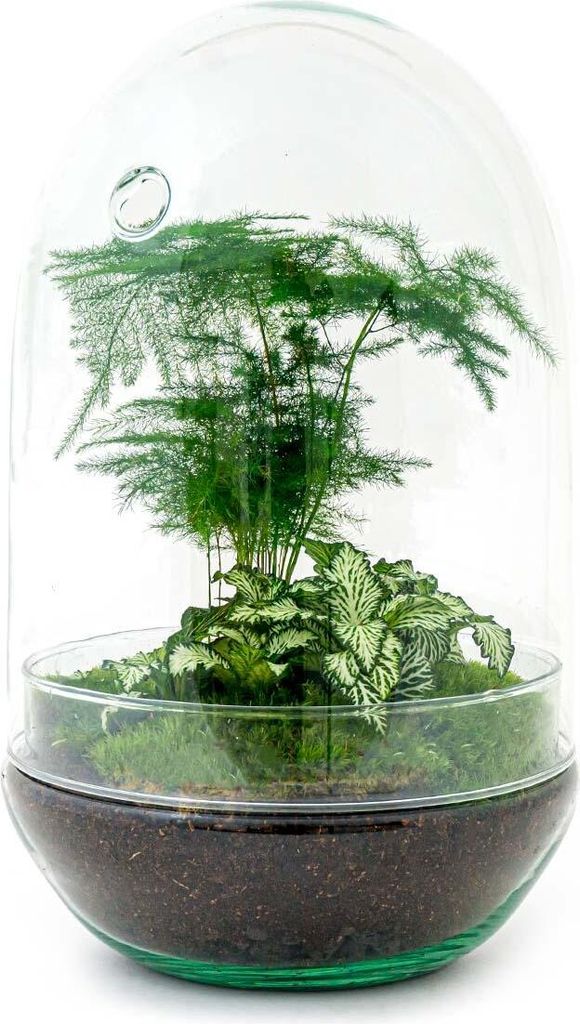 Urbanjngl Flaschengarten Egg XL - 30 cm