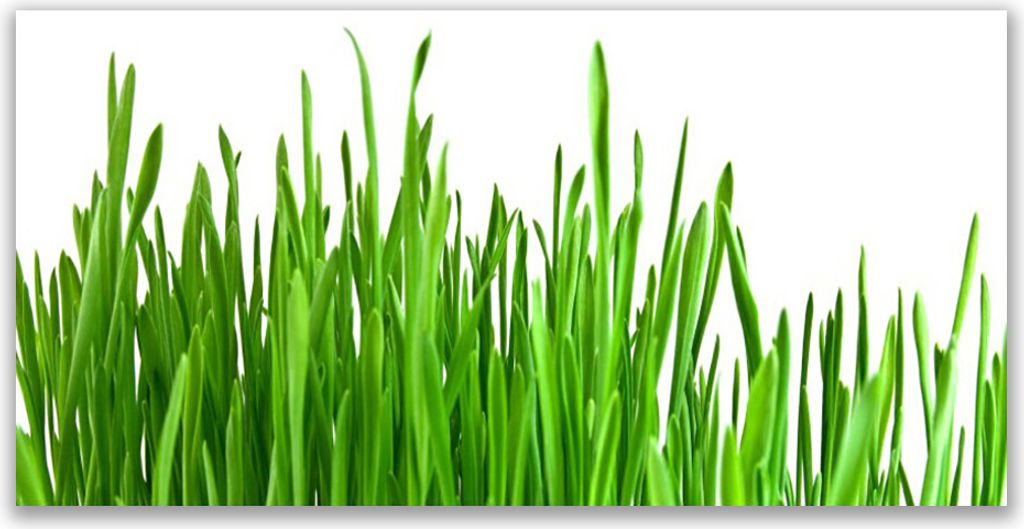 Küchenrückwand aus Glas 140x70cm Spritzschutz Gras Pflanzen