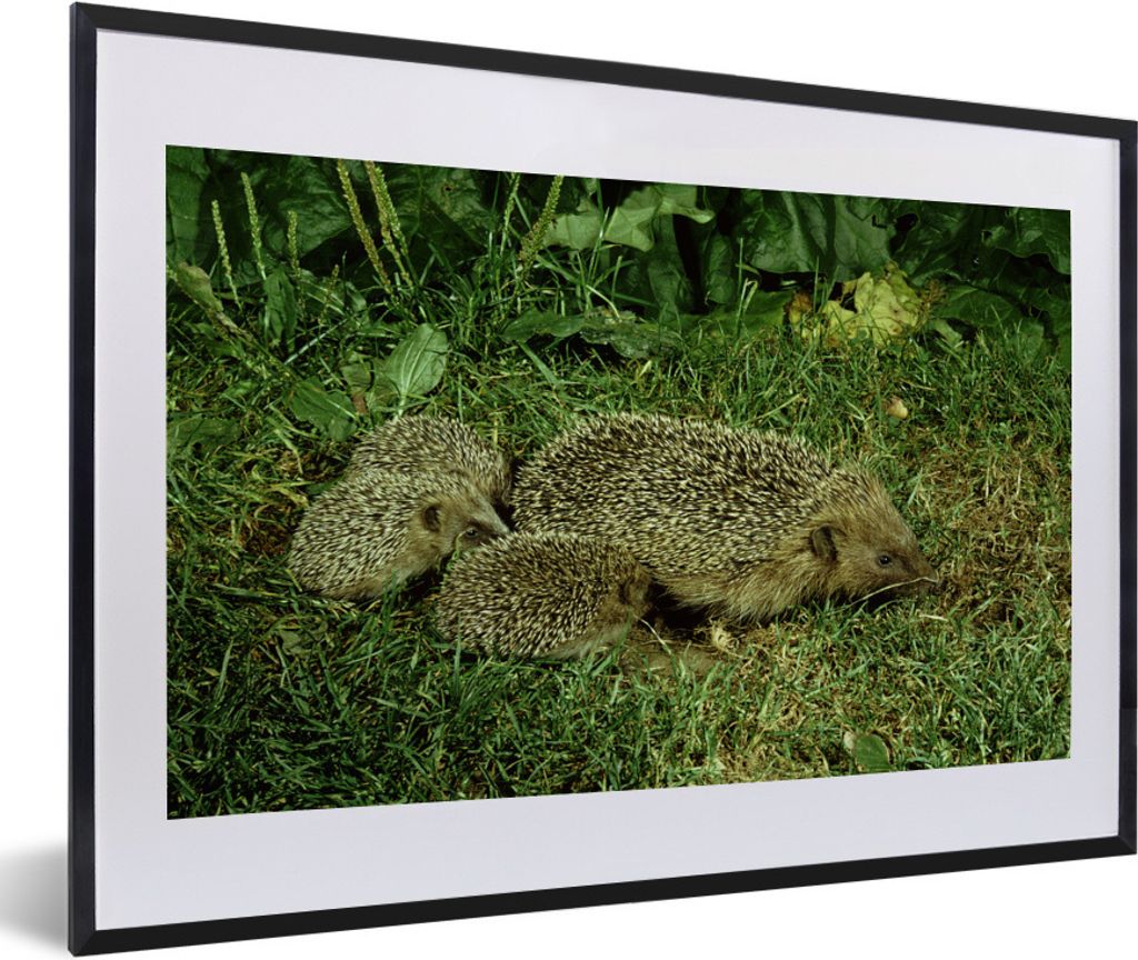 MuchoWow Gerahmtes Poster Igel mit drei Baby-Igeln 60x40 cm - Poster mit Schwarzem Bilderrahmen Wandposter Rahmen Foto Bilder - Schlafzimmer - Pl...