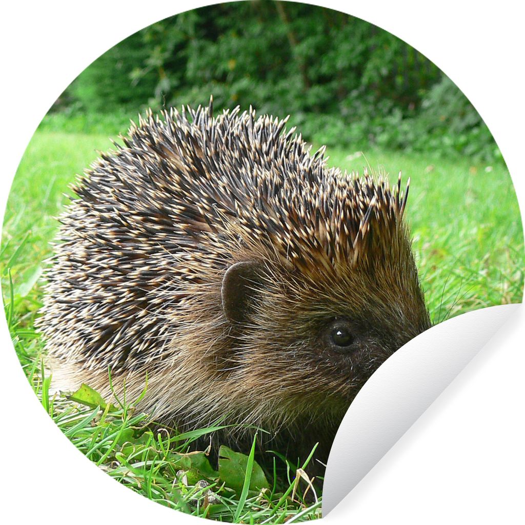 MuchoWow Runde Wandtattoo - Wandsticker Tapete Aufkleber Igel - Gras - Park Ø 80 cm Selbstklebend und Repositionierbar - Wandaufkleber - Kreis -...
