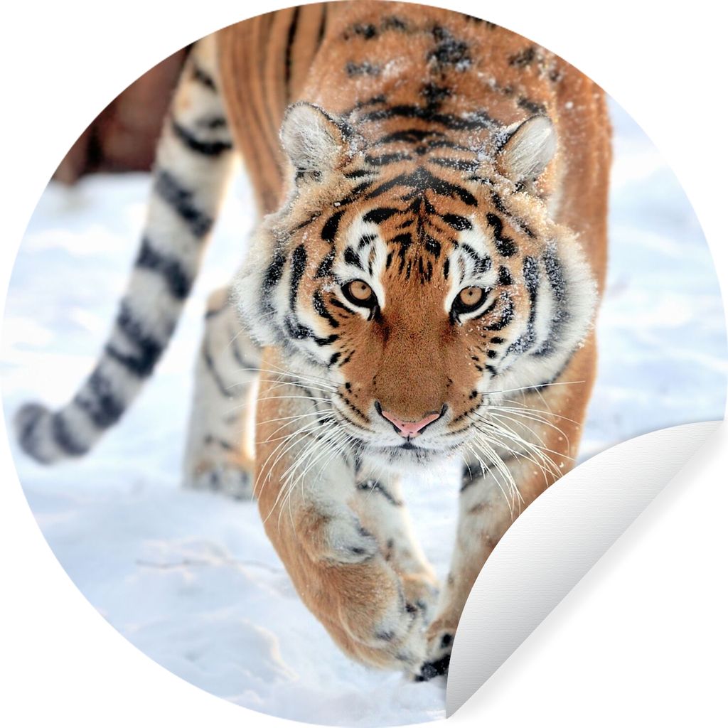 MuchoWow Runde Wandtattoo - Wandsticker Tapete Aufkleber Tiger - Schnee - Tiere Ø 100 cm Selbstklebend und Repositionierbar - Wandaufkleber - Kr...