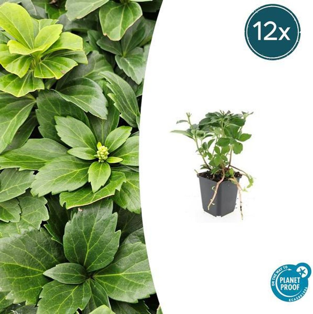 Pachysandra terminalis – 12 Pflanzen – Japanischer Ysander – Immergrüner Bodendecker – Schatten & Halbschatten – Pflegeleicht & Robust