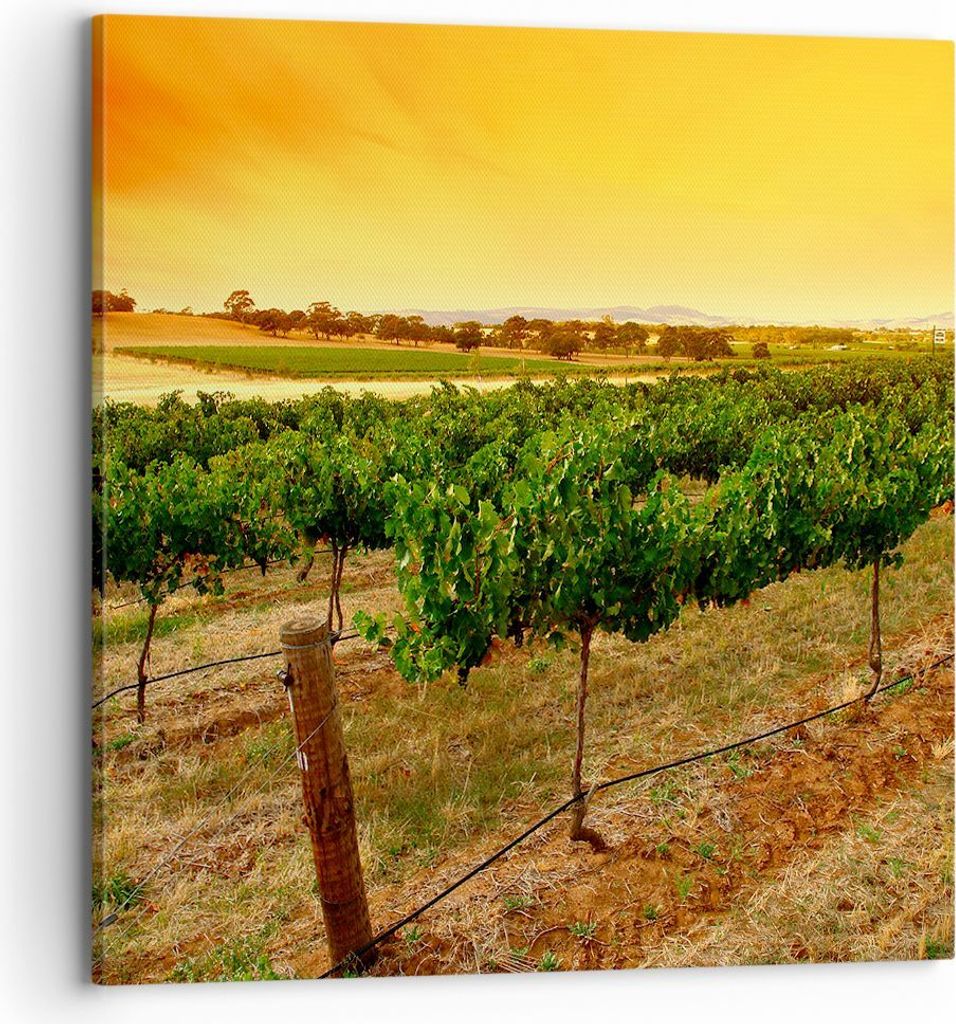 Bild auf Leinwand - Leinwandbild - Landschaft Weinberg Sonnenuntergang - 70x70cm - Wand Bild - Wanddeko - Leinwanddruck - Bilder - Kunstdruck - Lei...