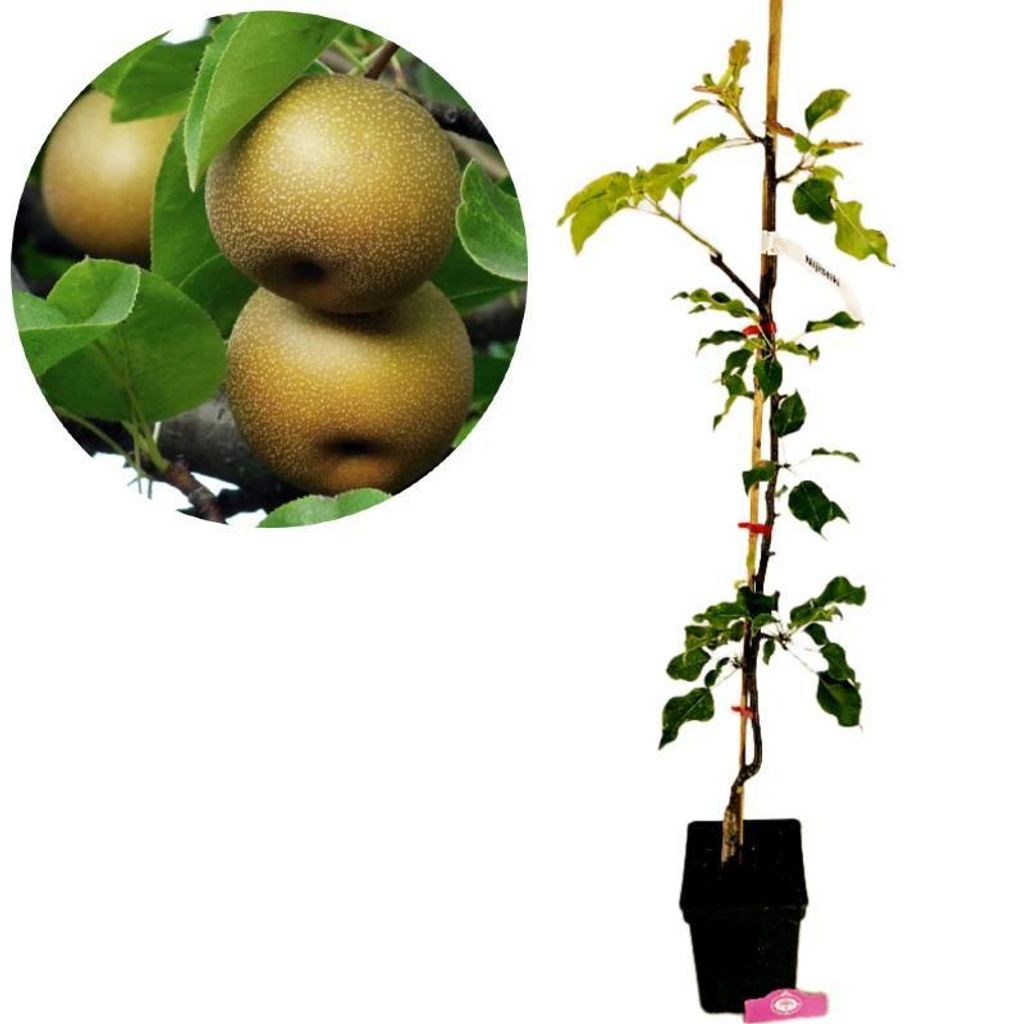 Pyrus pyrifolia 'Nijsseiki', poirier japonais Nashi, pot de Image du produit 