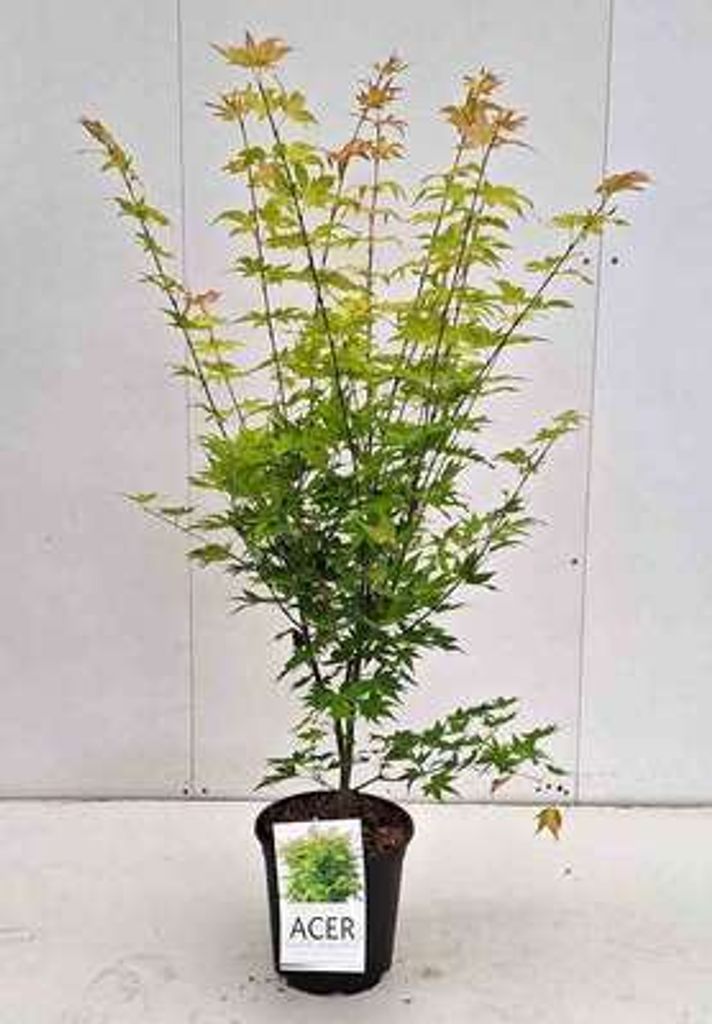 Acer palm. 'Orange Dream' - Fächerahorn Orange Dream 50- 60 cm Container