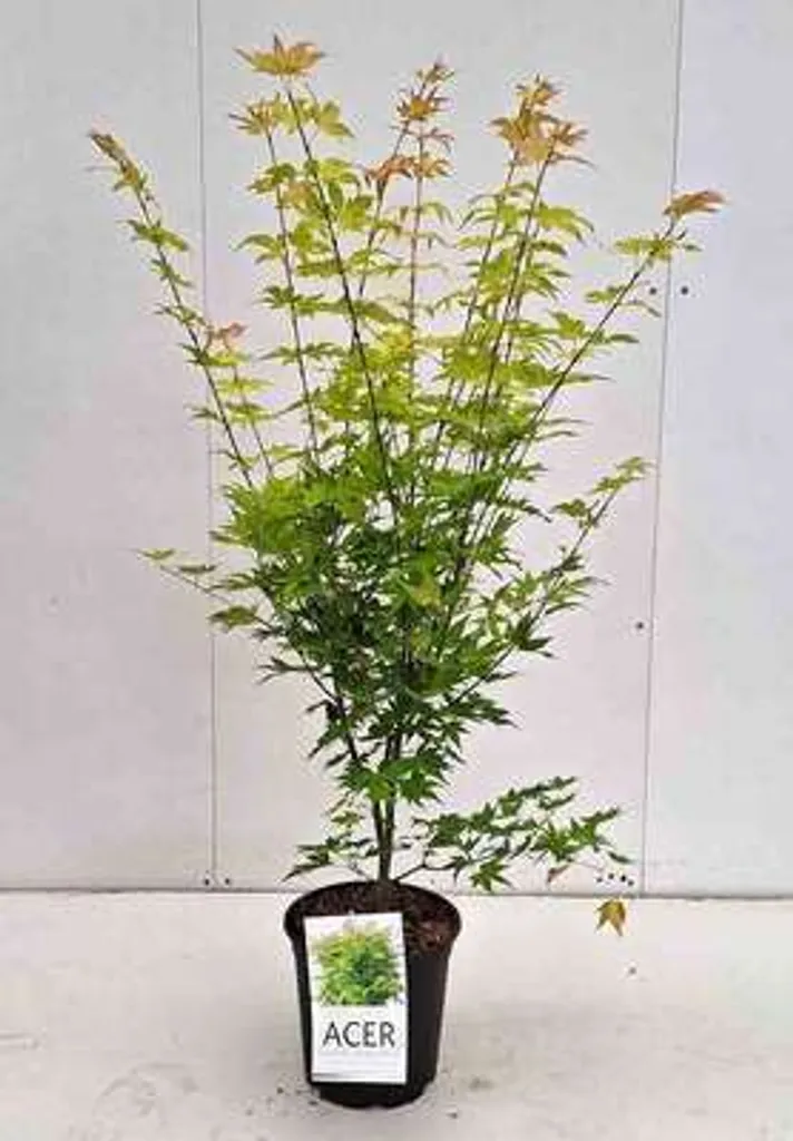 Acer palmatum Orange Dream : Érable du Japon 50-60 cm en Conteneur