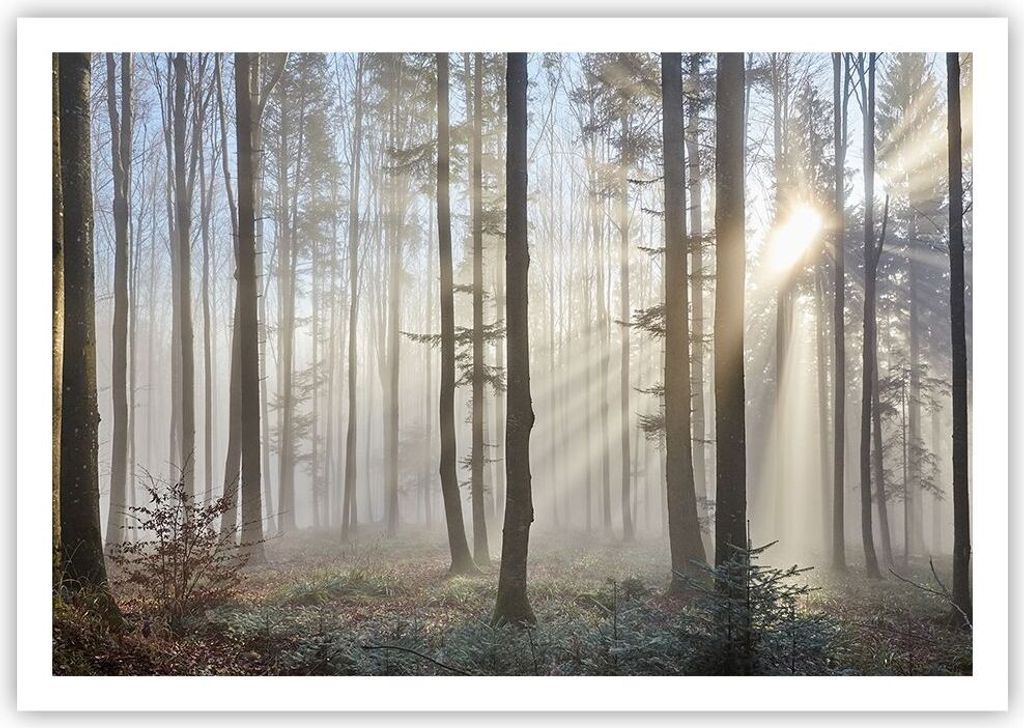 Poster - Poster ohne Rahmen - Wald Baum Natur - 100x70 cm - Wand Bild - Wanddeko - Wandbilder - Kunstposter - Wandposter - Bilder - Kunstdruck - Wa...
