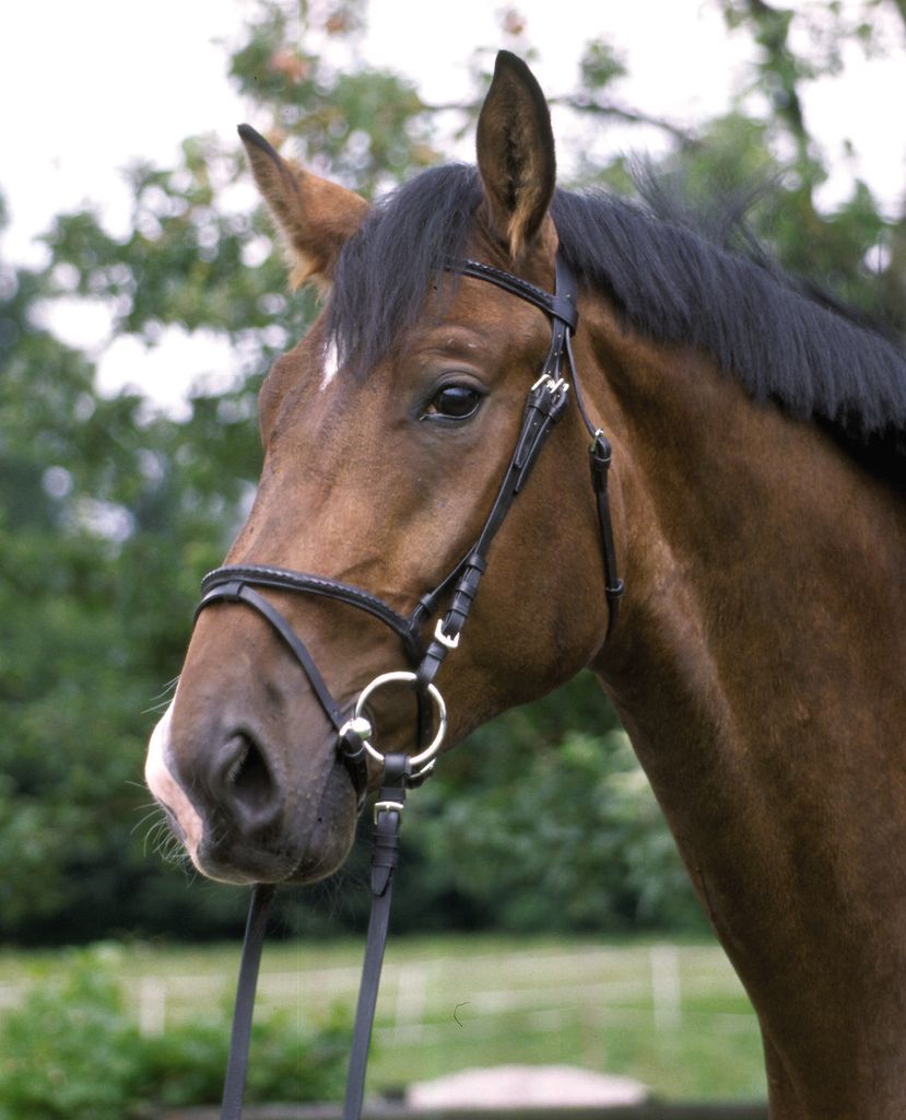 Trensenzaum, engl. Komb., schwarz, Gr. Warmblut Zaum engl. Komb. schwarz