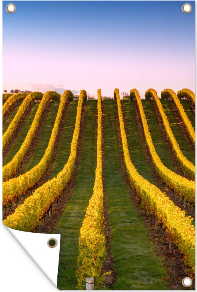 MuchoWow 40x60 cm Outdoor-Poster Gartendeko Sichtschutz Garten Poster für den Garten Reihen von Rebstöcken in einem Weinberg in Neuseeland.