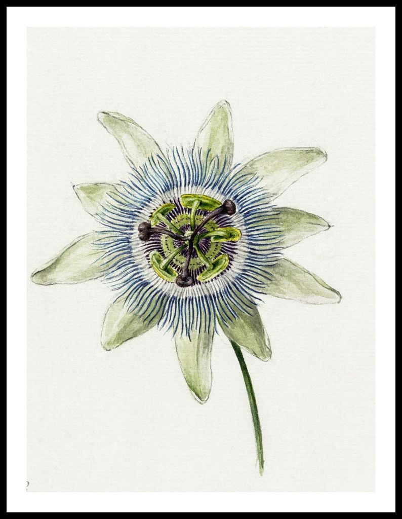 Plakat 60x80cm Passionsblume, Jean Bernard Vintage für das Wohnzimmer