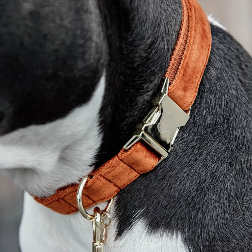 Kentucky Dogwear Collare Velvet Orange L - Resistenza e Design Belga