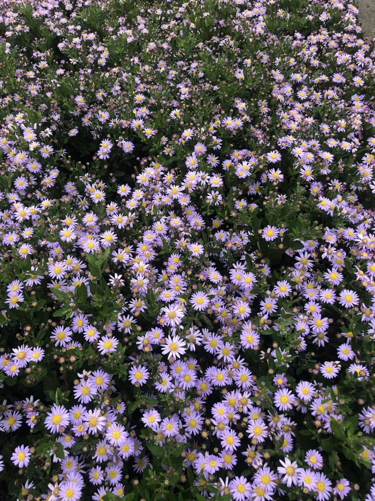 Aster ageratoides Stardust : 6 asters à floraison étoilée en pot 9x9 cm