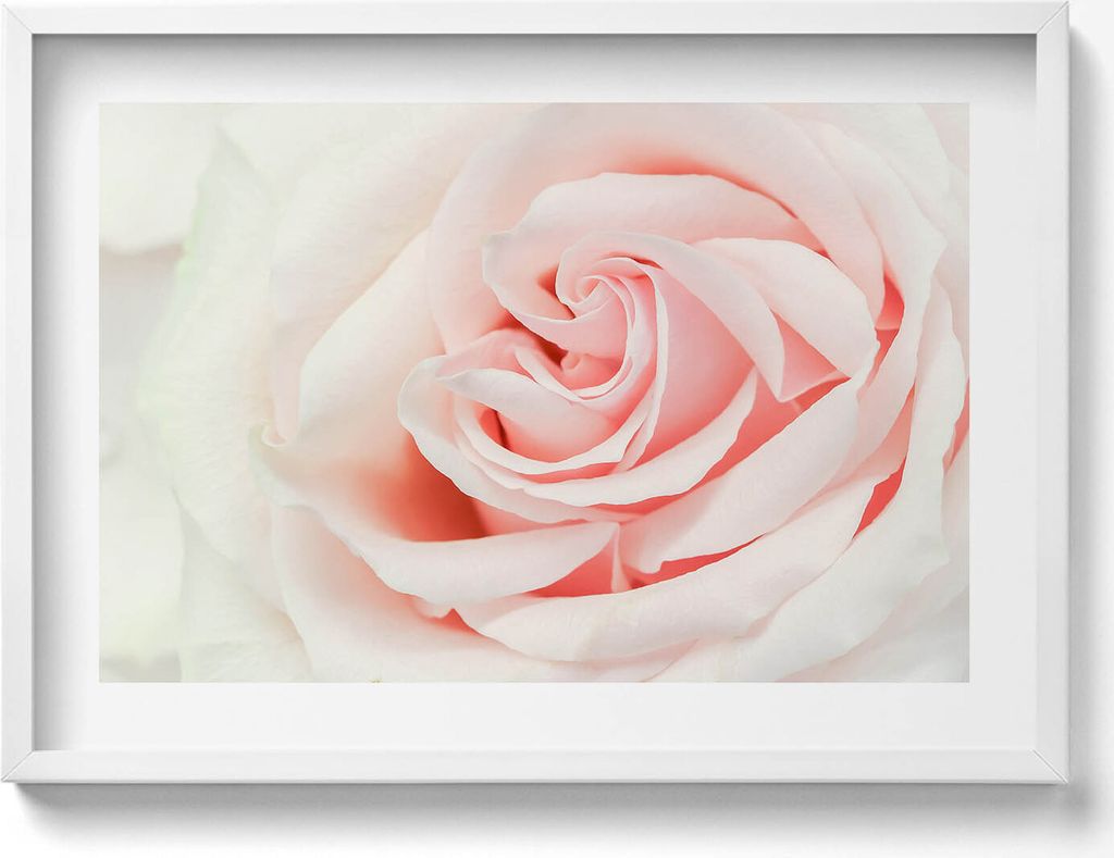 Nahaufnahme von Rosenblüten– Wandbild mit Rahmen – Gerahmtes Bild – Wanddekoration – 70x50 cm – Weiß Rahmen