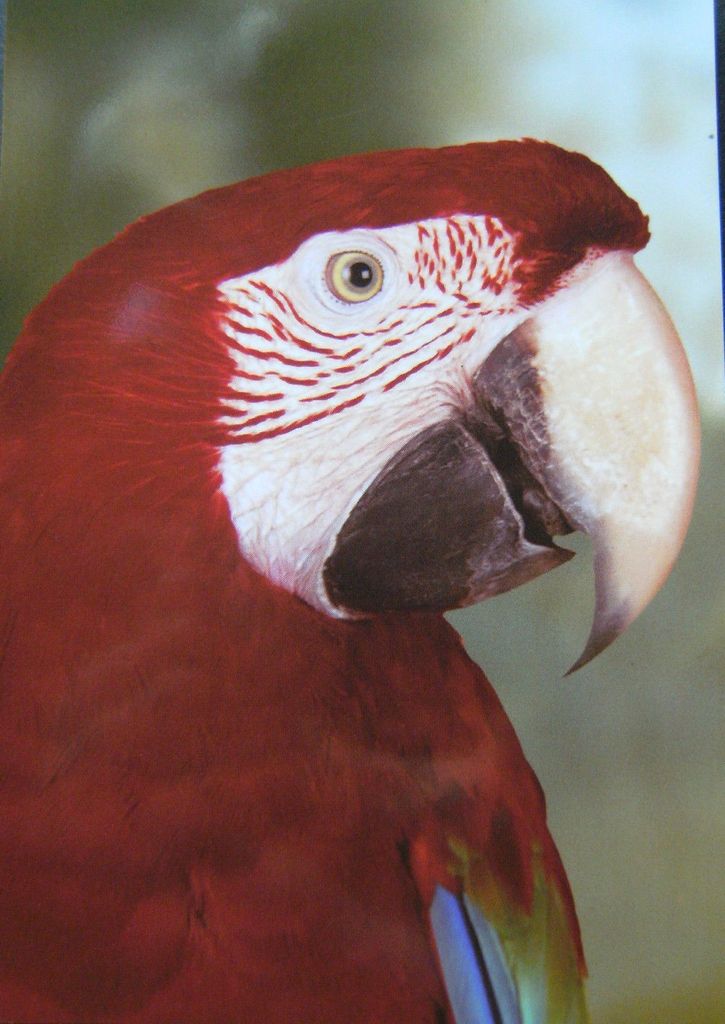 Magnet Papagei, 10x7 cm, Kühlschrankmagnete Tier, Flexi Magnete für Magnettafel Ara Vogel