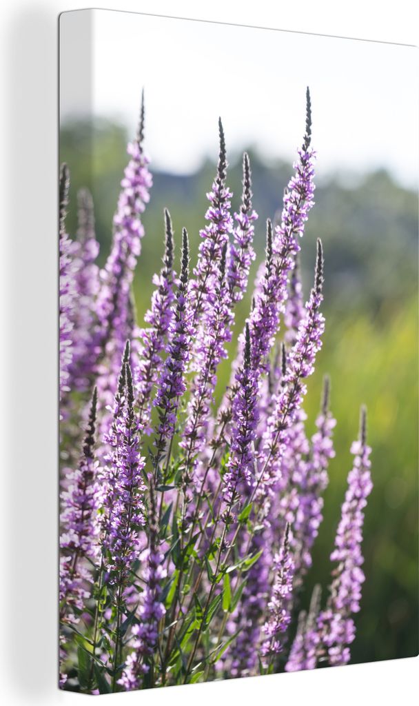 OneMillionCanvasses - Leinwandbilder - 90x140 cm, Nahaufnahme von großen Katzenschwänzen, Wandbilder Kunstdruck Wanddekoration - Wandschmucke -...