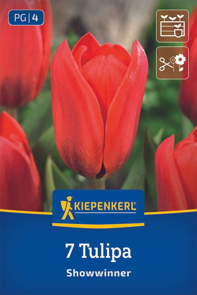 Kiepenkerl Kaufmanniana-Tulpe Showwinner 7 Zwiebeln Produktbild 
