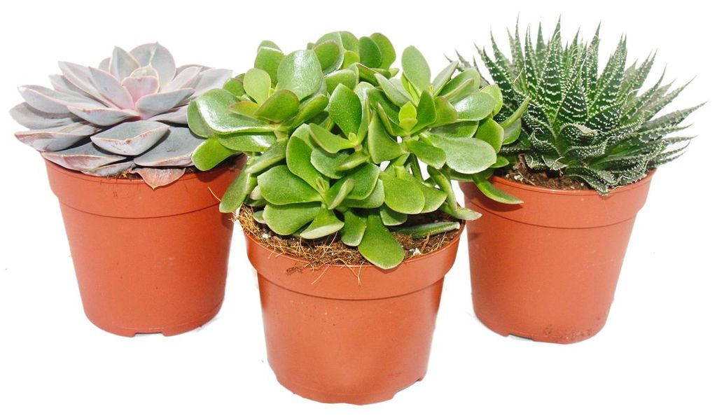 3er Set Sukkulenten - 3 verschiedene Pflanzen im 12cm Topf