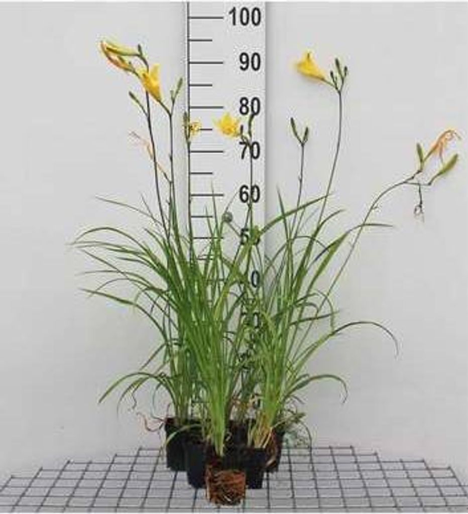 6 x Hemerocallis citrina - taglilie - Topf 9 x 9 cm