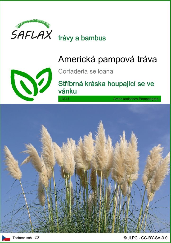 SAFLAX - Americká pampová tráva - Cortaderia selloana - 200 Obrázek produktu 