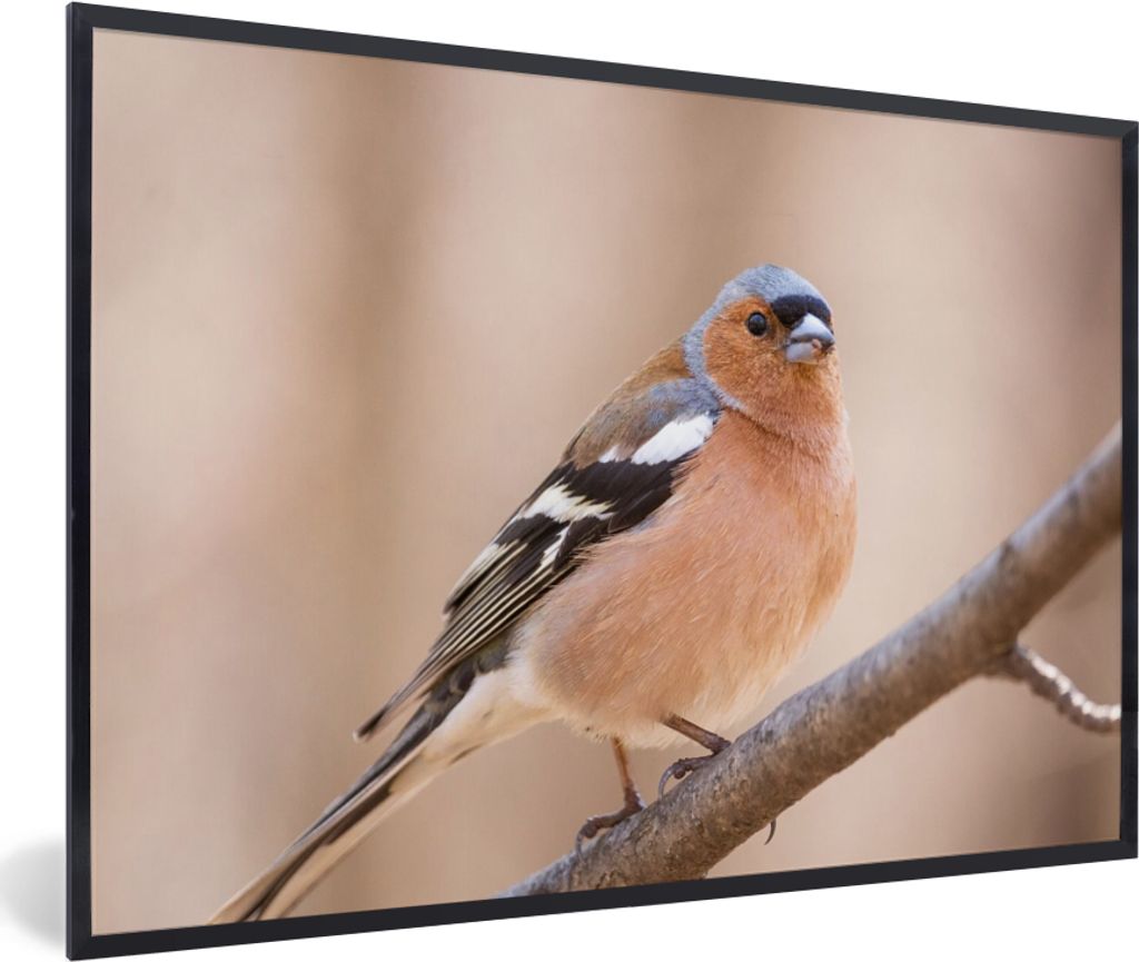MuchoWow Gerahmtes Poster Vogel - Tiere - Fink 90x60 cm - Poster mit Schwarzem Bilderrahmen Wandposter Rahmen Foto Bilder - Fotorahmen - Foto-Plakat