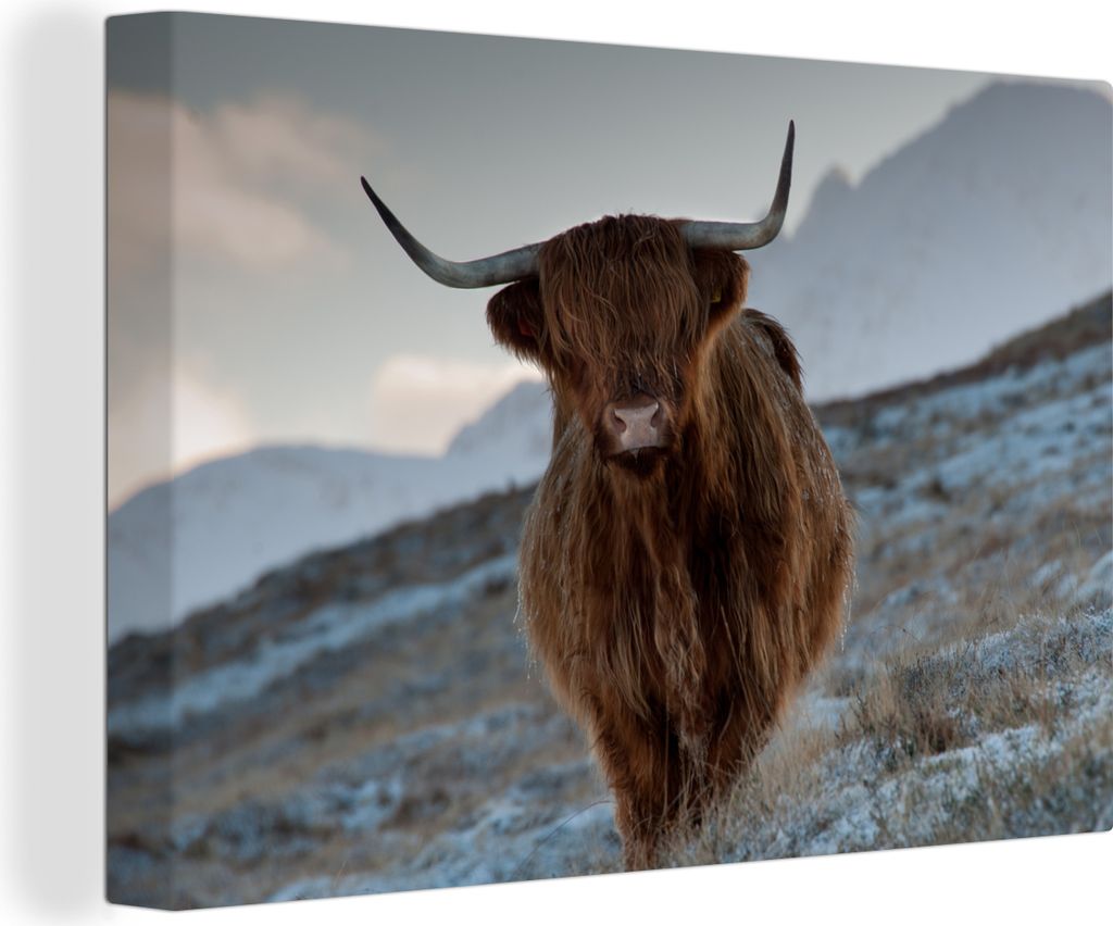 OneMillionCanvasses - Leinwandbilder - 140x90 cm, Schottisches Hochlandrind - Landschaft - Schottland, Wandbilder Wohnzimmer Hochland Rind - Tier...