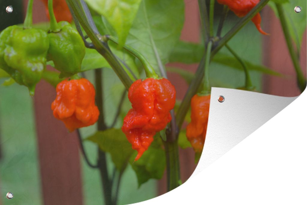 MuchoWow 120x80 cm Outdoor-Poster Gartendeko Sichtschutz Garten Poster für den Garten Carolina Reaper Paprika