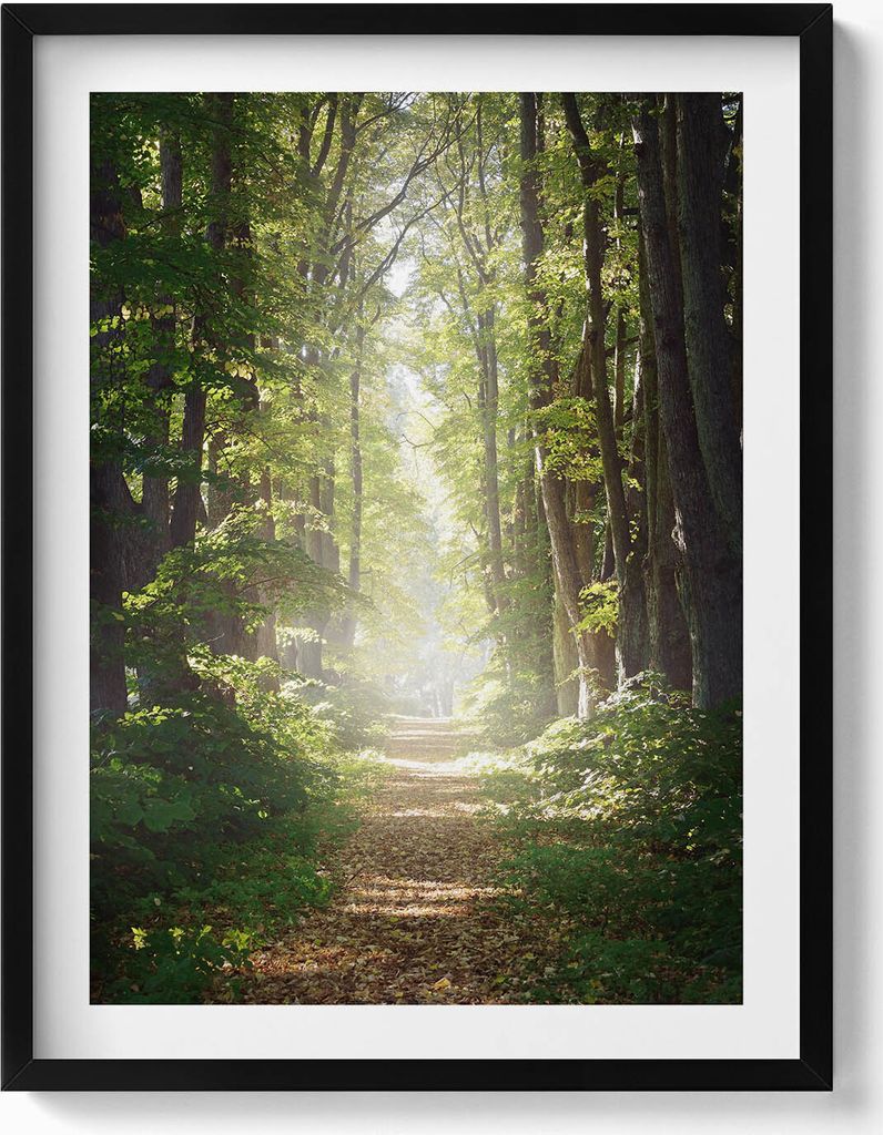 Waldweg zwischen den Bäumen– Wandbild mit Rahmen – Gerahmtes Bild – Wanddekoration – 60x80 cm – Schwarz Rahmen