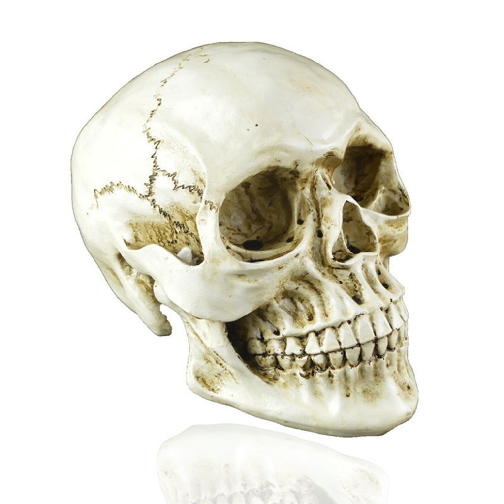 Makamsui Lebensgroßes Skelett, 165 cm, bewegliches Halloween-Skelett, menschliche Knochen mit Gelenken, für drinnen und draußen, Halloween-Requisiten