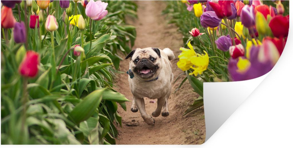 MuchoWow Wandtattoo Wandsticker Wandaufkleber Mops - Tulpen - Blumen 40x20 cm Selbstklebend und Repositionierbar - Aufkleber