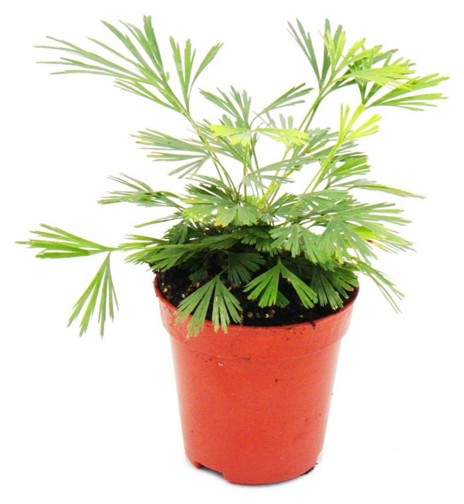 Mini rostlina Actiniopteris australis – kapradina palmová Obrázek produktu 