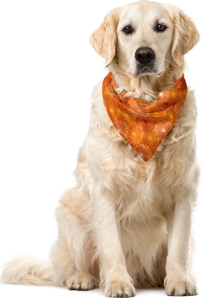 ABAKUHAUS Orange Haustier Bandana, Grunge-Radialmuster, 40x40 cm, Gelb, Braun, Weiß