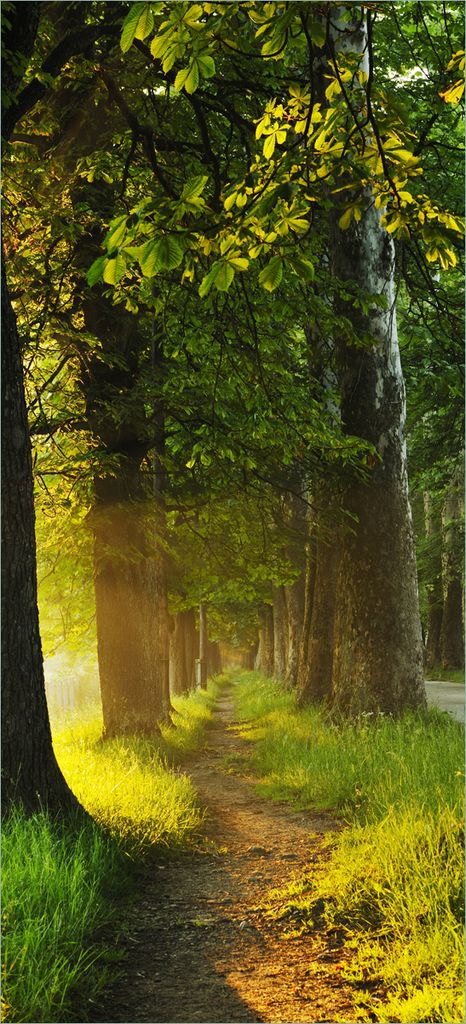 Türtapete Türposter Allee bei Sonnenuntergang - Größe: 93 x 205 cm