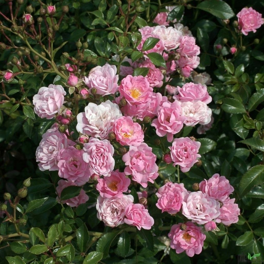 30x Bodendeckerrose Rosa The Fairy reich blühende Rose 20/30 cm Sommerblüher