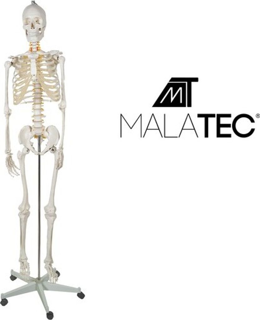 Menschliches Skelett - 170cm Malatec 22583 Produktbild 14