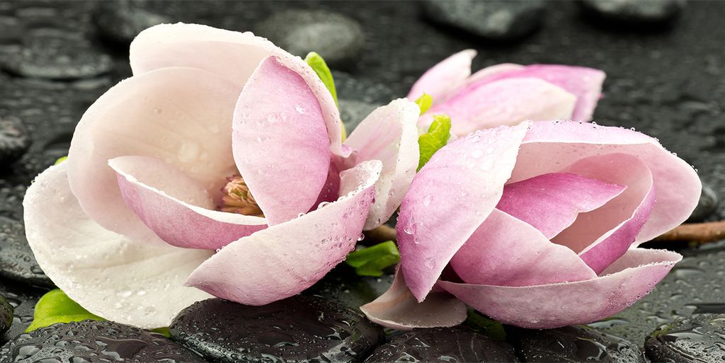 Tulup Leinwandbild - 120x60 cm - Wandkunst - Drucke auf Leinwand - Leinwanddruck - Blumen & Pflanzen - Rosa - Magnolie Zen Stein