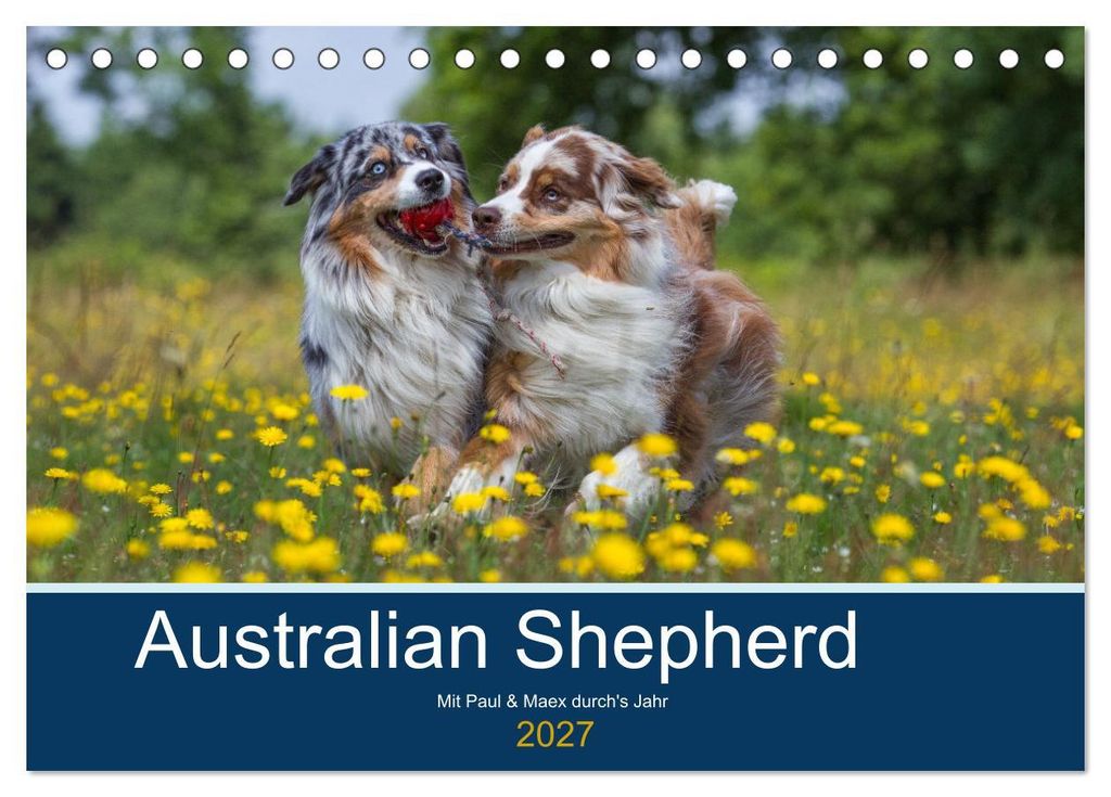 Australian Shepherd 2027 (Tischkalender 2027 DIN A5 quer), CALVENDO Monatskalender