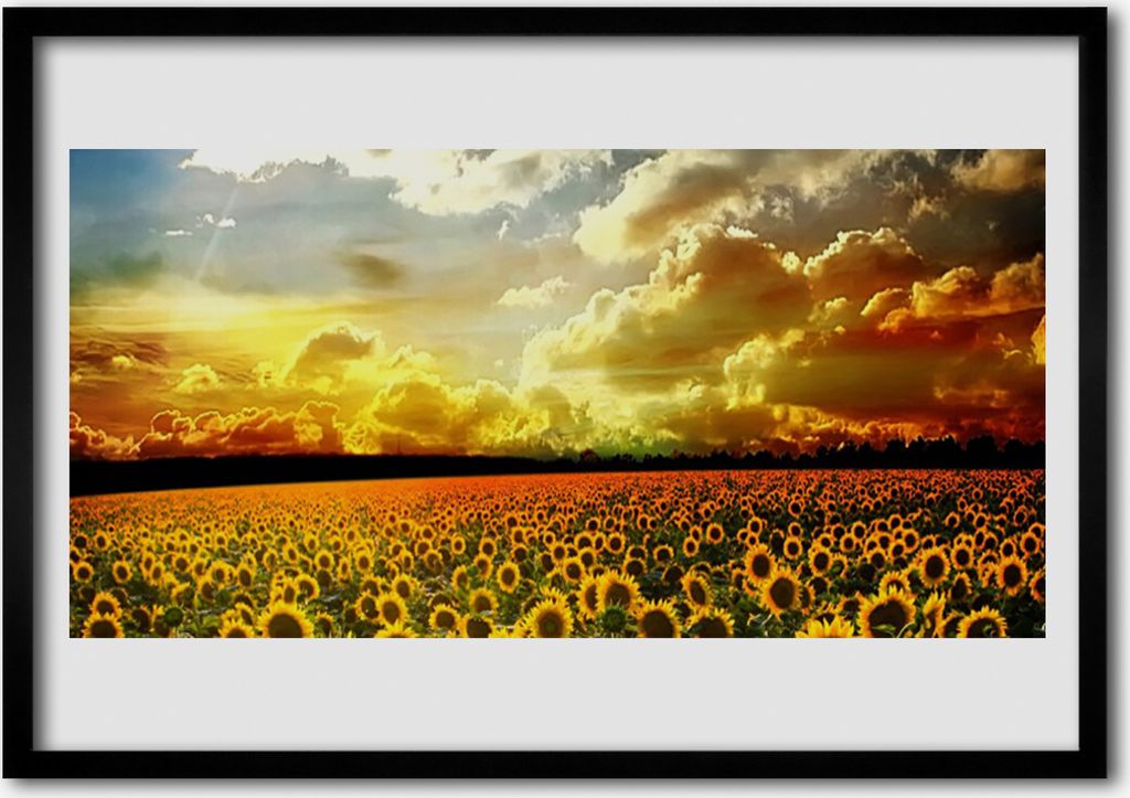 Bild 100x70 MDF-Rahmen Wandkunst Feld von Sonnenblumen Landschaft