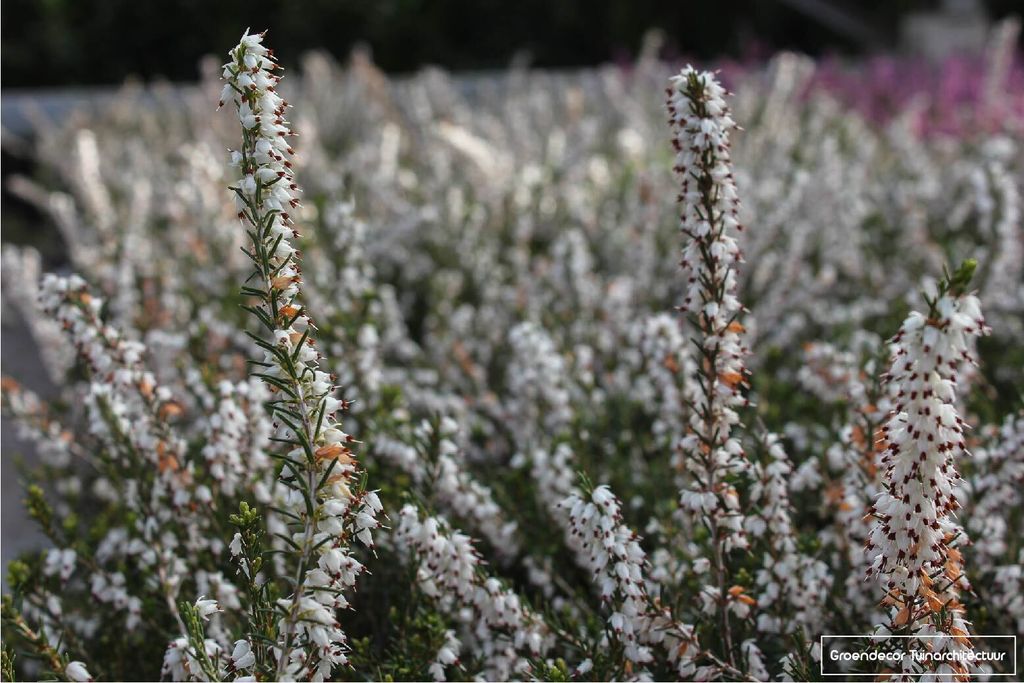 6 x Erica carnea - samica - vres - nádoba 10,5 cm Obrázok produktu 
