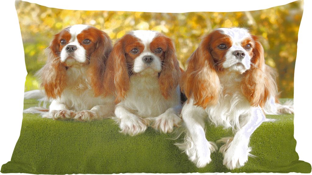 MuchoWow Zierkissen Sofakissen Wohnzimmer Dekokissen 50x30 cm Drei schöne Cavalier King Charles Spaniels nebeneinander - Wohnzimmerdekoration - ...