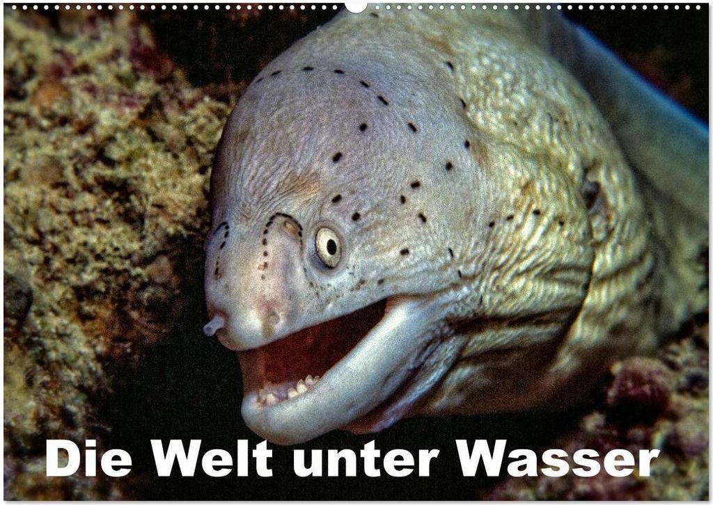 Die Welt unter Wasser (Wandkalender 2026 DIN A2 quer), CALVENDO Monatskalender
