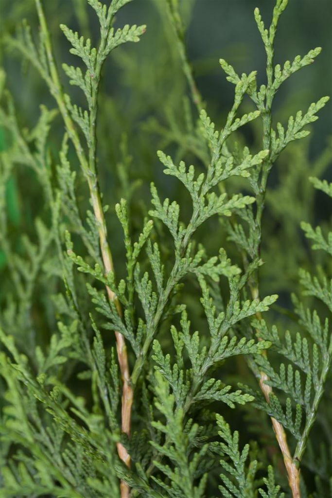Thuja occidentalis 'Brabant', Lebensbaum, grün, 80–100 cm Produktbild 4