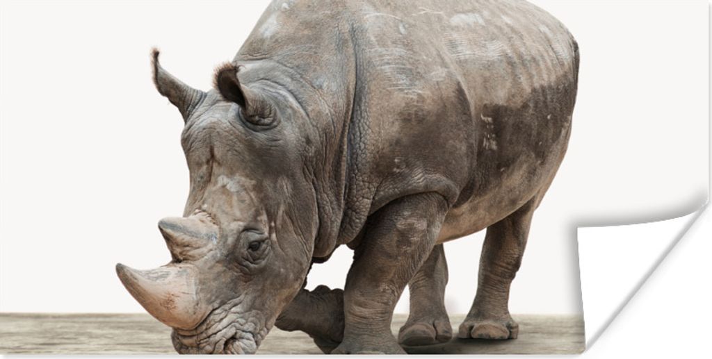 MuchoWow Poster Nashorn - Jungen - Wildtiere - Kinder - Mädchen - Tiere 150x75 cm - ohne Rahmen