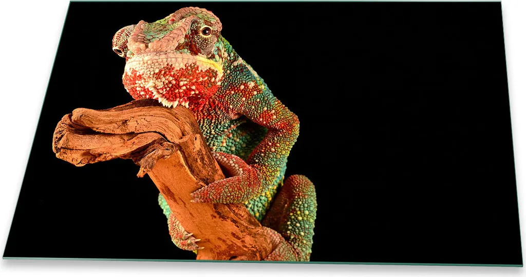 Piastra di copertura del piano cottura in ceramica 1 pezzo 80x52 Animali Copertura colorata dell'alzatina in vetro