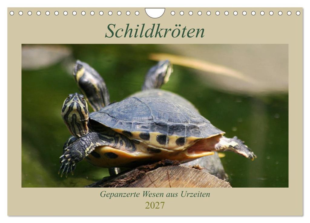 Schildkröten - Gepanzerte Wesen aus Urzeiten (Wandkalender 2027 DIN A4 quer), CALVENDO Monatskalender